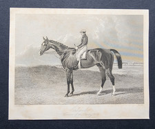 Antique 1846 Print - Horse