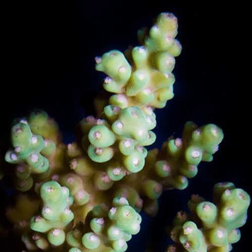 Aquacultured yellow fuzzy - aquacultured,