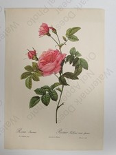 Redoute Rose Botanical Rosa