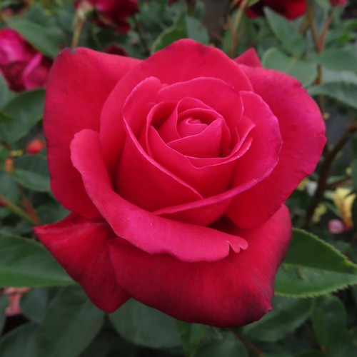 The best 5 5lt - 5.5lt, potted