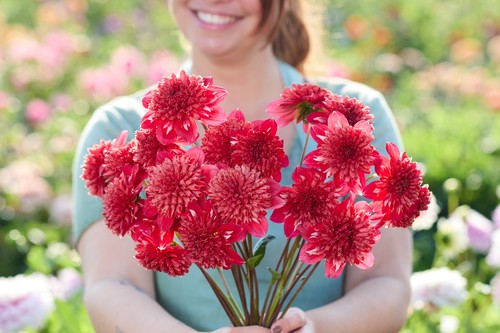 Dahlia tuber speech - dahlia,