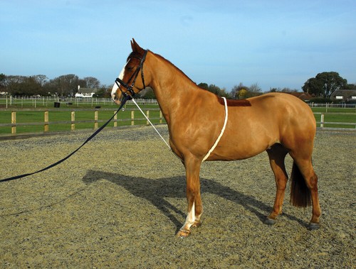 Lunging aid equestrian - lunging,