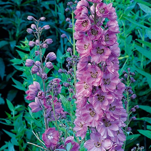 Delphinium astolat - delphinium, pot)