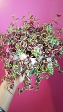 Crassula Marginalis 'Calico
