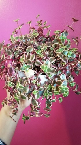 Crassula marginalis calico - crassula,