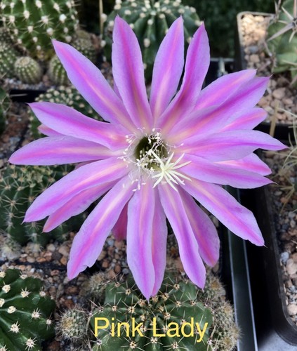 Large flowered echinopsis - large,