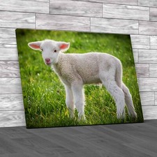 A White Suffolk Lamb Sheep Canvas Print Large Picture Wall Art