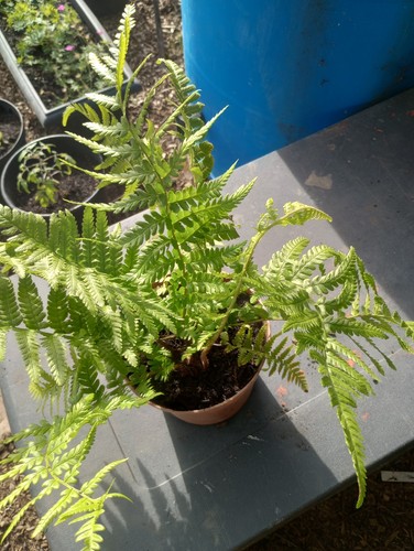 Large fern plant look - large,