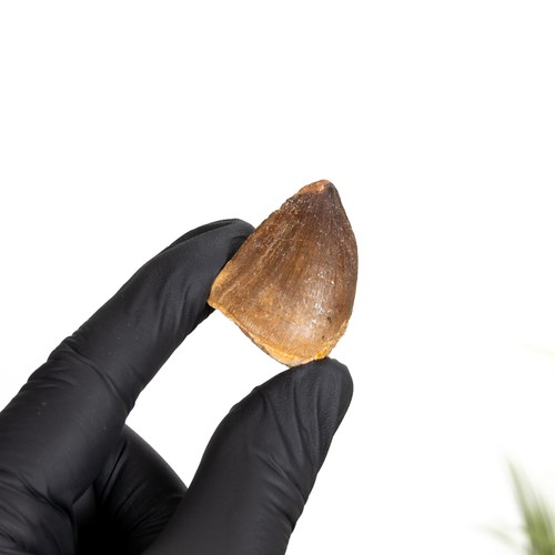 Mosasaur dinosaur tooth fossil - mosasaur,