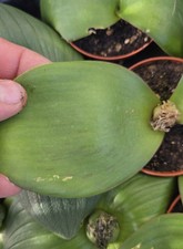 Rare Depressed Freemasonry -