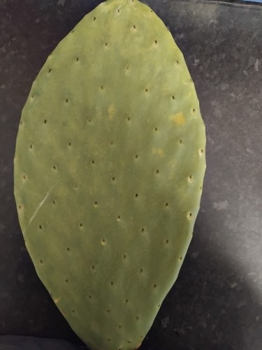 Fresh opuntia pad prickly - fresh, pear