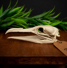 Cormorant Skull Replica Life