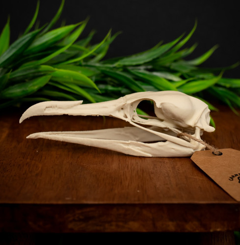 Cormorant skull replica life - skull,