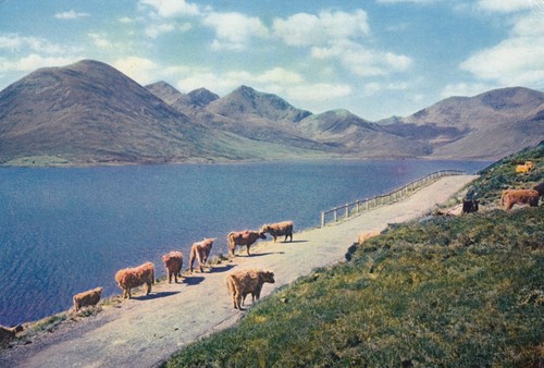Postcard the red - the,