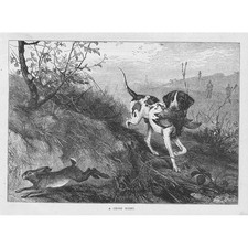 HUNTING DOGS A Cross Scent -