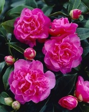 Camellia Williamsii Debbie - Flowering Evergreen Shrub
