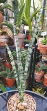 Sansevieria 'Everest'