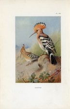 Hoopoe Antique 1925 Bird Art Print By Archibald Thorburn