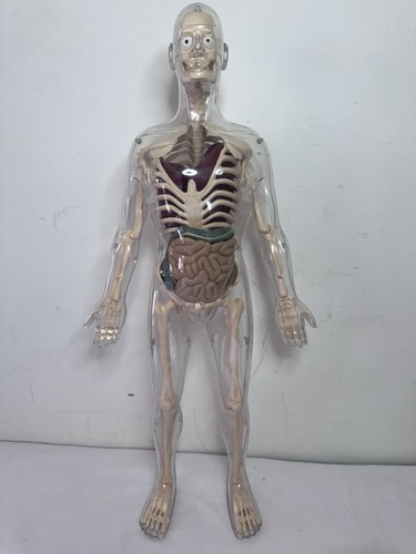 Male anatomical model - anatomical,