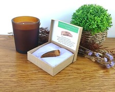 100% Genuine Carcharodontosaurus Fossil Tooth T-Rex Dinosaur 50mm 2" Gift Box