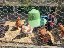 Cockerel Chickens (Bantam