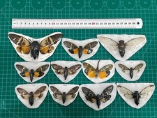 10 Real Dried Cicada Insect