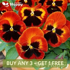 Pansy Swiss Giant Flame - 200