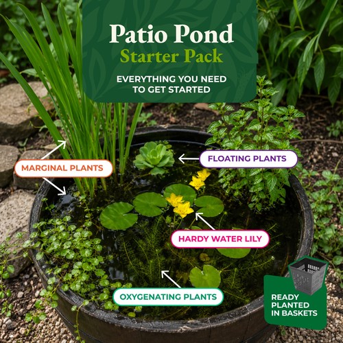 Patio pond starter - patio,
