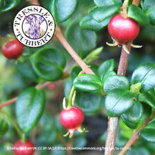 RARE Chilean Guava/Murtilla Ugni molinae fruit 5 seeds  UK SELLER