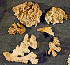 Vintage Large to Small Dead