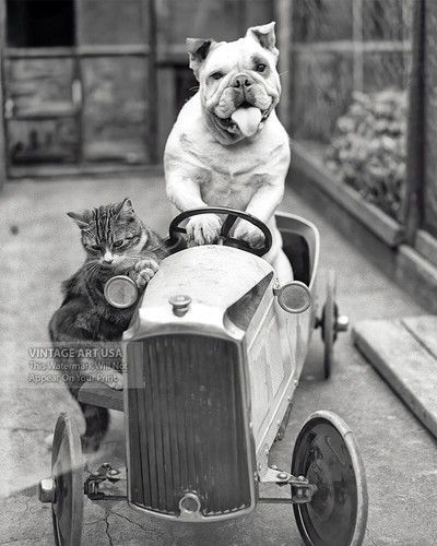 Funny bulldog driving pedal - bulldog,