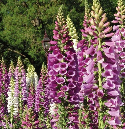 Foxglove ground grown uk - 7, x