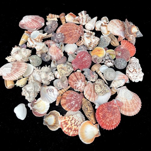 Assorted mixed craft small sea