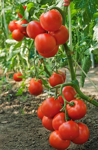 Long keeper tomato - long, seeds