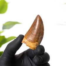 Inch african t - inch, rex