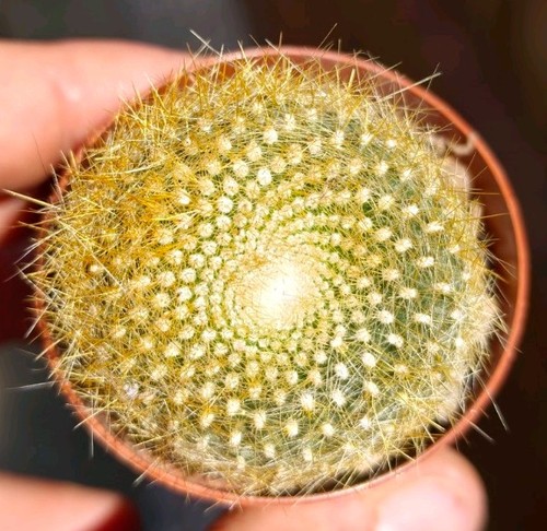 Notocactus graessneri - notocactus,