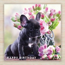 French Bulldog Birthday Card