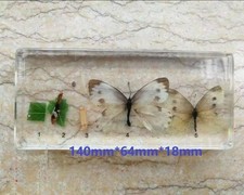 REAL Insect Taxidermy Butterfly Life Cycle Science Oddities Weird Strange Animal