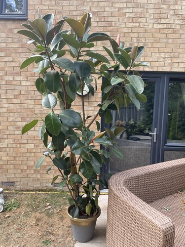 Large ficus elastica rubber - ficus,