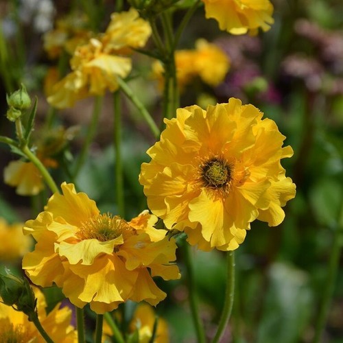 Geum sunrise 5cm plug - 5cm,