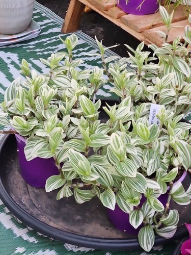 Small healthy tradescantia - small,