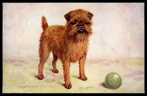 Brussels griffon bruxellois - brussels,