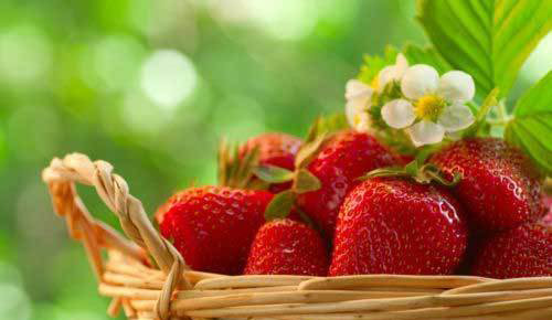 Four season strawberry - season,
