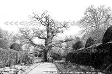 Ryy-69 The Old Oak In The