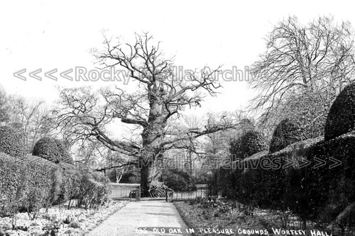 Ryy the old oak - ryy-69, in