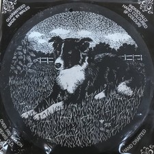 Welsh Slate Border Collie