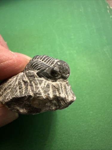 Gerastos trilobite fossil - gerastos,