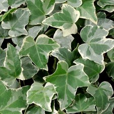 Ivy hedera helix glacier - hedera,