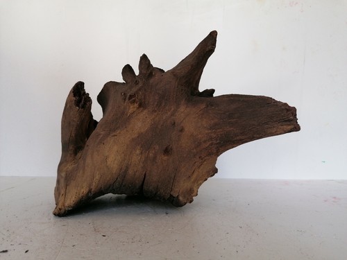 Large mopani bogwood - bogwood,