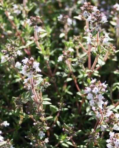 Thyme orange herb plant - herb,
